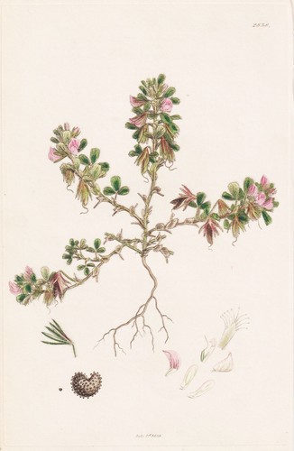 Ononis reclinata hauhechel - ononis,