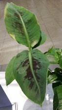 Dwarf Cavendish BANANA-