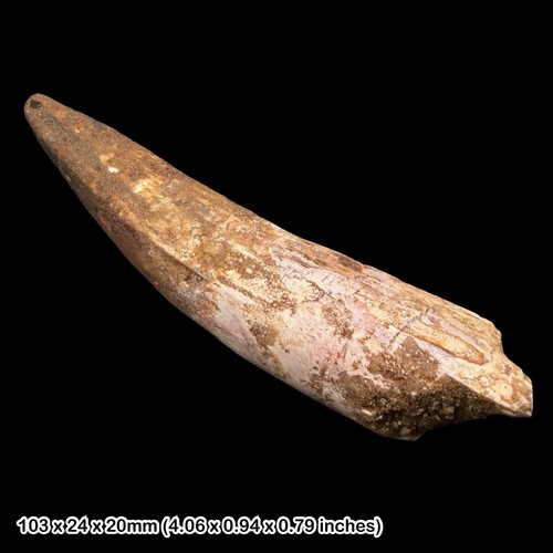 Inch spinosaurus dinosaur - 4,