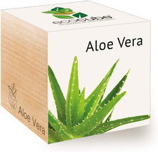 Ecocube Kit Coltivazione Aloe
