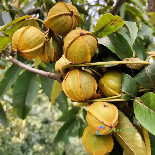 Semi carya cathayensis - 10,