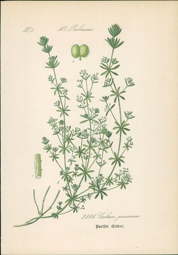 Chromolithographie pariser - chromolithographie,