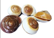 Pz 5 Conchiglie Ryssota Lamarkiana cm 8/9 cm naturali per bomboniere mare