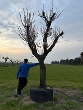 Pianta Albicocco Età 60/65
