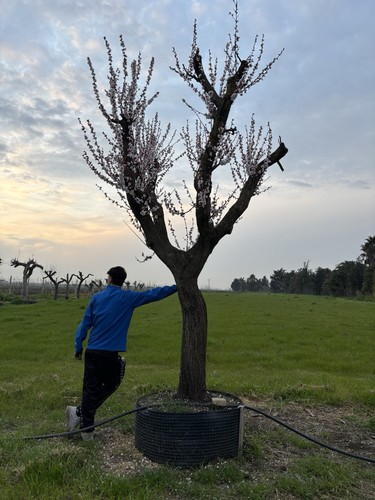 Pianta albicocco età 65 - pianta,