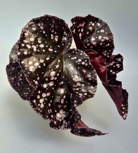 Begonia palmata don rosa - don,
