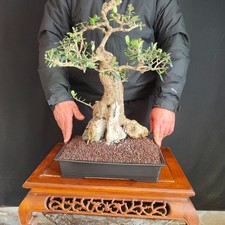 PRE BONSAI  DI OLIVASTRO