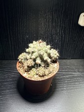 Copiapoa Humilis 🌵Rare