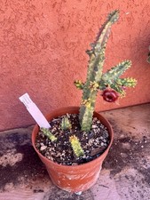cactus Huernia Zebrina