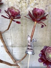 Rosa del deserto , piante