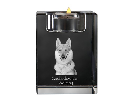 Cane lupo cecoslovacco - cane,