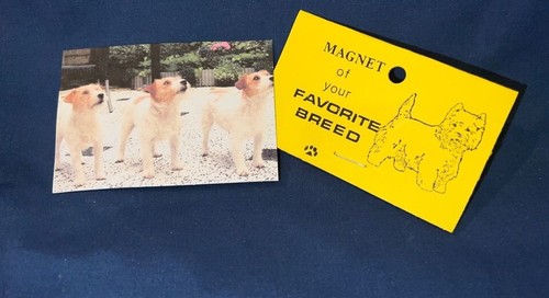 Nuovo magnete jack russell - magnete,