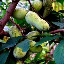 STRATIFIED PAW PAW FRUIT TREE