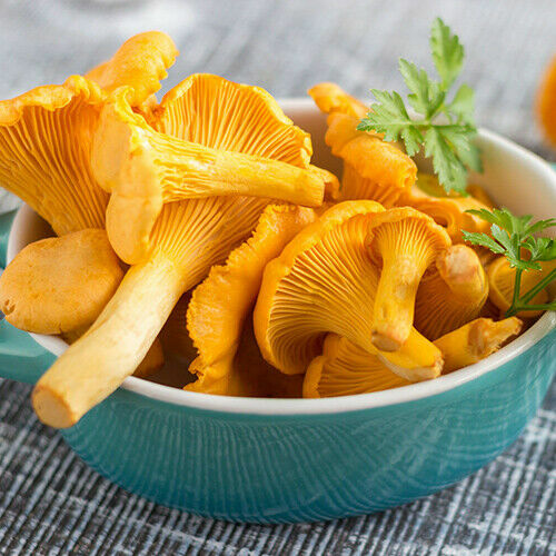 Semi funghi chanterelle - semi,