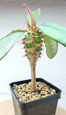 Euphorbia neohumbertii