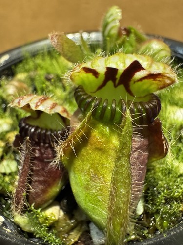 Cephalotus follicularis adult - cephalotus,
