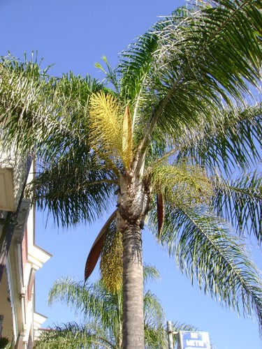 Semi queen palm palma - di,
