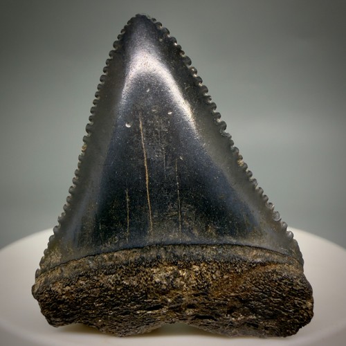 Dente squalo fossile - squalo,