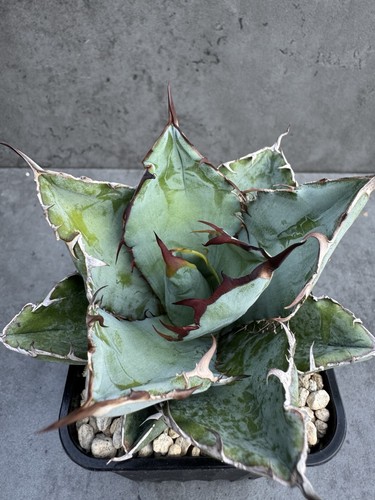 Agave titanota nero blu - nero, e