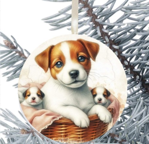 Jack russell cucciolo - jack, cane
