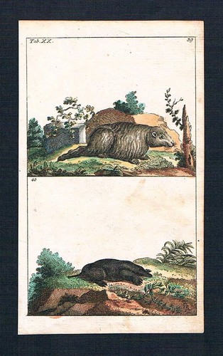 1800 marmotta talpa - -,