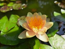 NINFEA NANA SIOUX rustica laghetto minipond in fiore fiori rosa cangianti