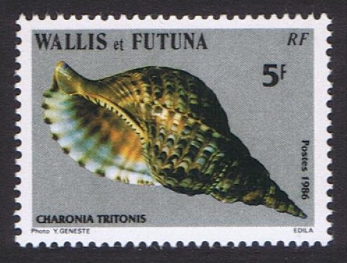 Conchiglie charonia - conchiglie, 'charonia