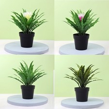 Piante bonsai verde in vaso