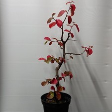 Bonsai di Pseudocydonia
