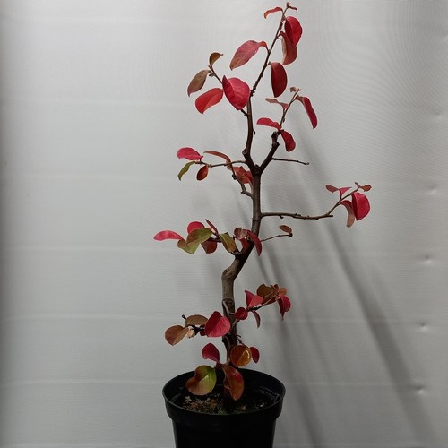 Bonsai pseudocydonia - bonsai,