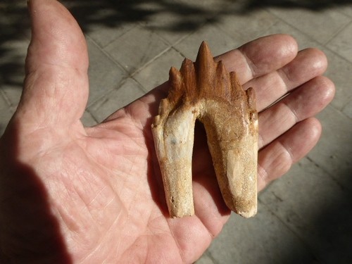 Molaire fossilisee - molaire,