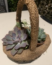 Echeveria Neon Baker, Echeveria Elegante, L'articolo Verrá Spedito Con Cestino