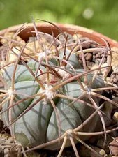 Echinocactus horizonthalonius