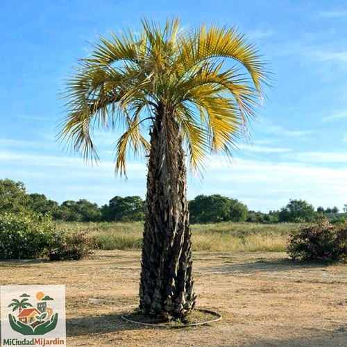 Palmera jalea 10 - de,