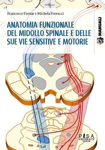 Anatomia funzionale del