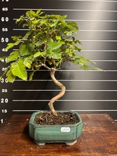 Bonsai di gelso