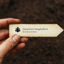 Dasylirion leiophyllum 1000