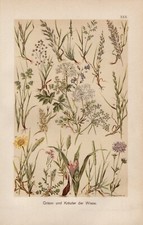 Erbe Zittergras Bärenklau