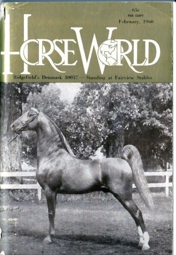 Saddlebred tennessee walking - saddlebred,,