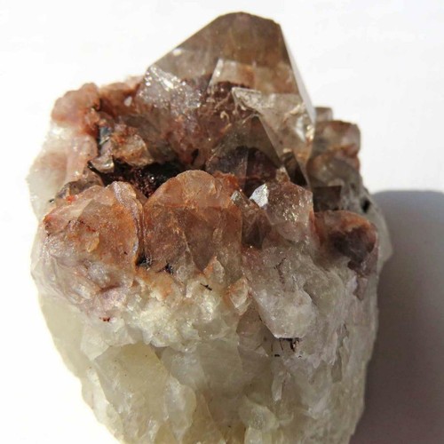 Asylum quartz nuovo tipo - -,
