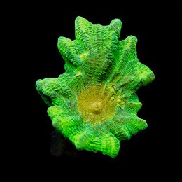 Corallo pectinia invasore - corallo,