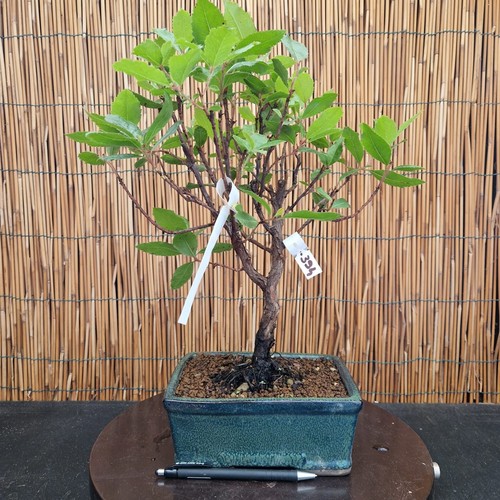 Bonsai corbezzolo 40cm - bonsai,