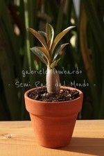 Pianta adenium obesum rosa - pianta,
