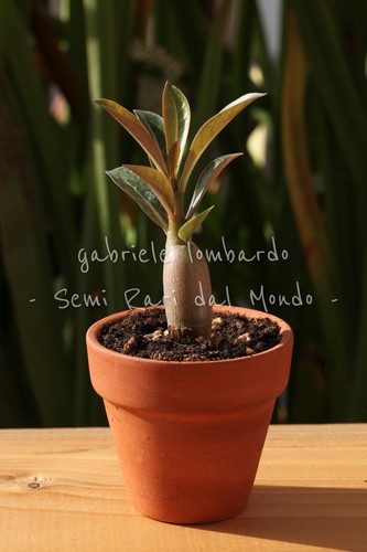 Pianta adenium obesum rosa - -,