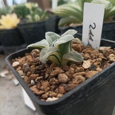 Haworthia Pigmaea Hagiwara  Variegated ??