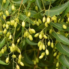 Semi di Azadirachta indica