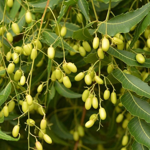 Semi azadirachta indica - di,