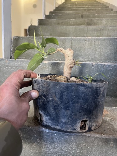 Bonsai ficus retusa mame - retusa,