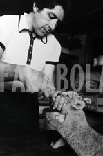 Foto vintage Ginevra, sono nati 4 cuccioli allo Zoo, stampa 24x18 cm