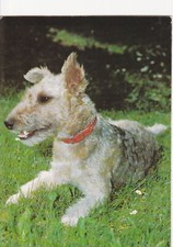 Cartolina FOX TERRIER *
